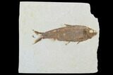 Detailed Fossil Fish (Knightia) - Wyoming #99413-1